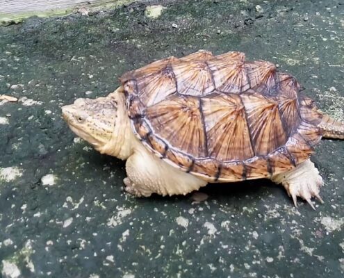 Snapping Turtle (Su Kaplumbağası)