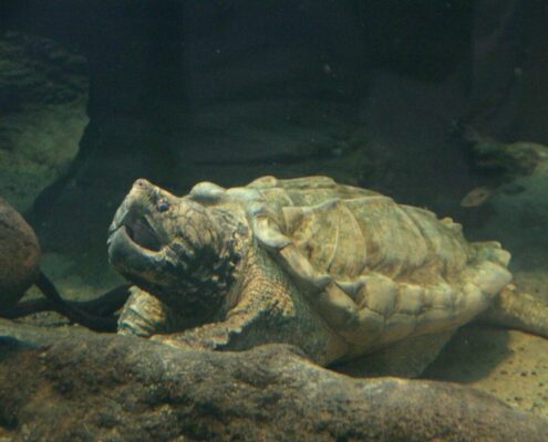 Snapping Turtle (Su Kaplumbağası)