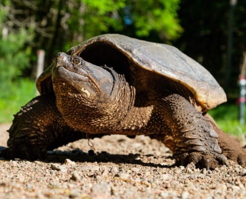 Snapping Turtle (Su Kaplumbağası)