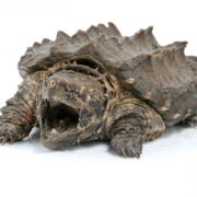 Snapping Turtle (Su Kaplumbağası) Snapping Turtle (Su Kaplumbağası)