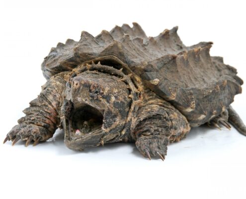 Snapping Turtle (Su Kaplumbağası)