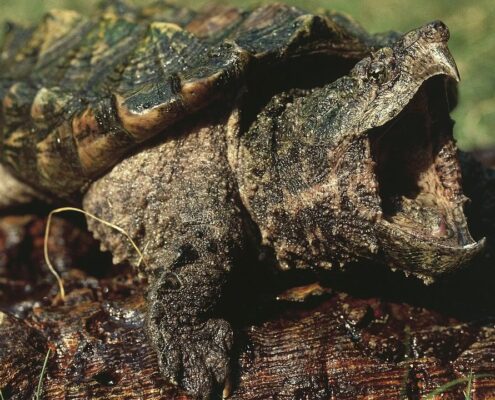 Snapping Turtle (Su Kaplumbağası)