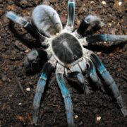 Tarantula Türleri, Özellikleri ve Genel Bilgiler