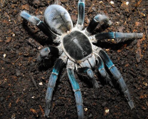 Tarantula Türleri, Özellikleri ve Genel Bilgiler