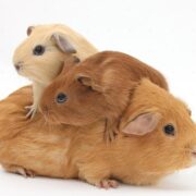 Yavru Ginepig Bakımı ve Beslenmesi