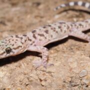 Akdeniz Ev Geckosu Akdeniz Ev Geckosu
