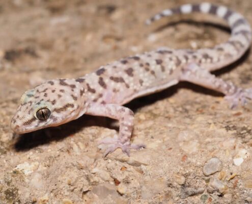 Akdeniz Ev Geckosu
