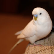 Albino Muhabbet Kuşu Albino Muhabbet Kuşu