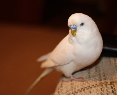 Albino Muhabbet Kuşu
