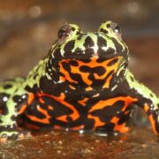 Ateş Karınlı Kurbağa (Fire Bellied Toad) Ateş Karınlı Kurbağa (Fire Bellied Toad)