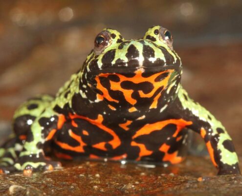 Ateş Karınlı Kurbağa (Fire Bellied Toad)