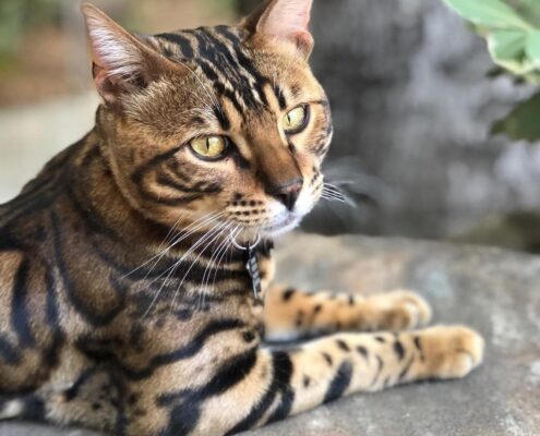 Bengal Kedisi