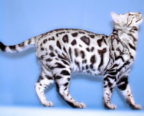 Bengal Kedisi