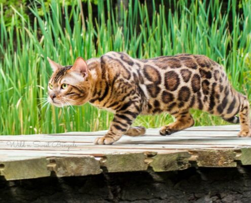 Bengal Kedisi