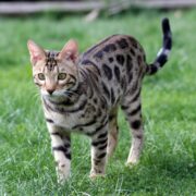 Bengal Kedisi Bengal Kedisi