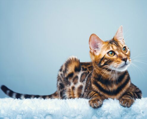 Bengal Kedisi
