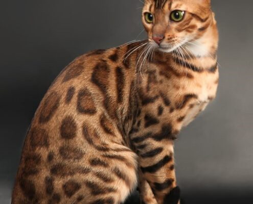 Bengal Kedisi