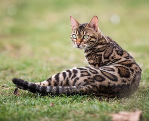 Bengal Kedisi