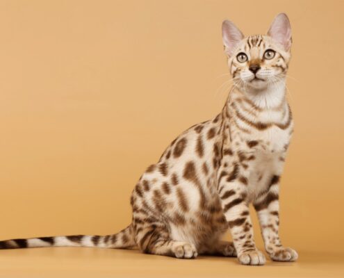 Bengal Kedisi