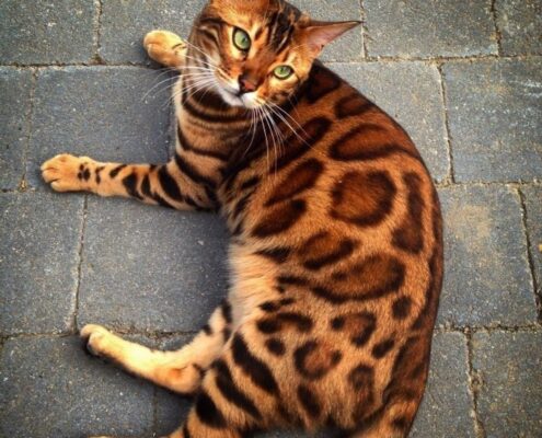 Bengal Kedisi