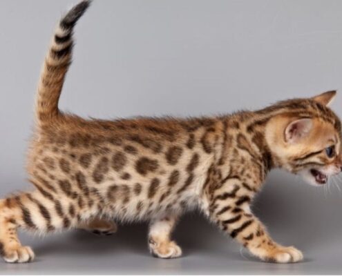 Bengal Kedisi