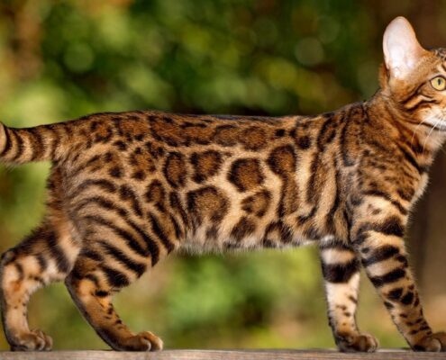 Bengal Kedisi