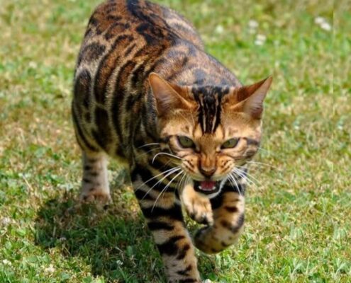 Bengal Kedisi