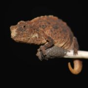 Brookesia Micra Brookesia Micra