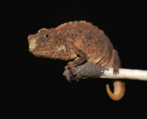 Brookesia Micra