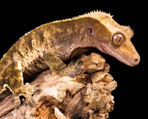 Crested Gecko