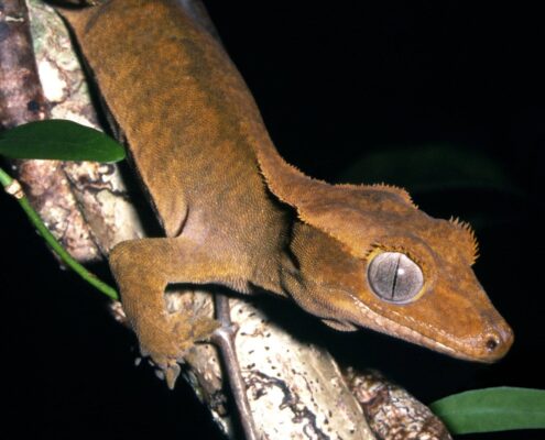 Crested Gecko