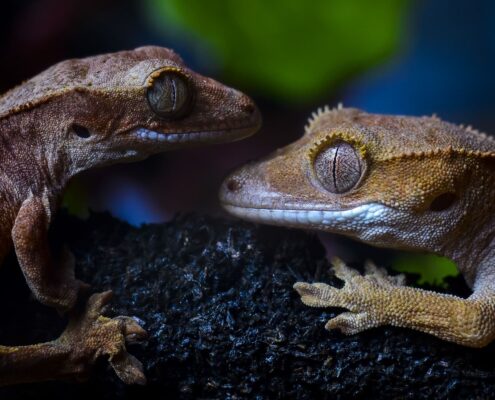 Crested Gecko