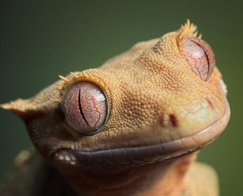 Crested Gecko