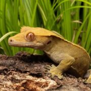 Crested Gecko Crested Gecko
