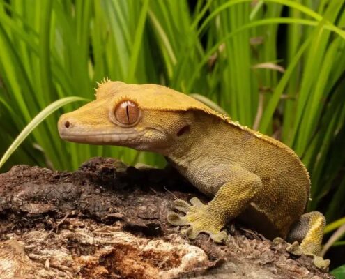 Crested Gecko