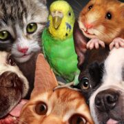 Ev Ortamına Uygun ve Bakımı Kolay 10 Evcil Hayvan