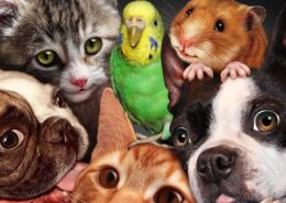 Ev Ortamına Uygun ve Bakımı Kolay 10 Evcil Hayvan