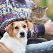 Evcil Hayvan Sahiplenmek İçin Aileyi İkna Etmenin Yolları