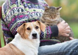 Evcil Hayvan Sahiplenmek İçin Aileyi İkna Etmenin Yolları