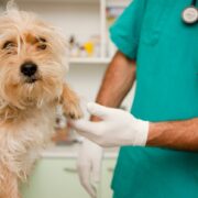 Evcil Hayvanlar Ne Sıklıkla Veterinere Götürülmelidir? Evcil Hayvanlar Ne Sıklıkla Veterinere Götürülmelidir?
