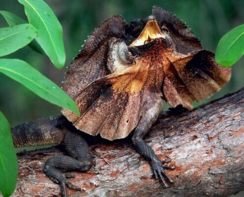 Frilled Dragon