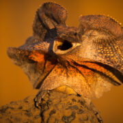 Frilled Dragon Frilled Dragon