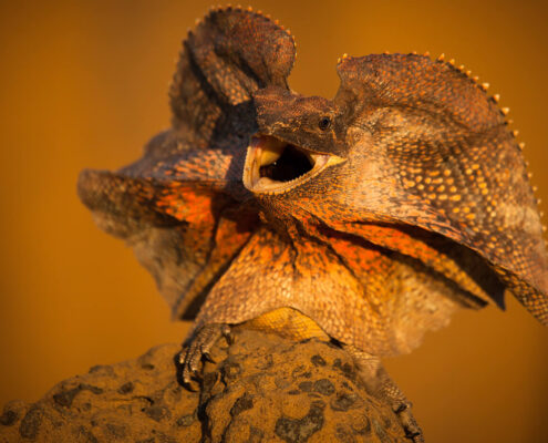Frilled Dragon
