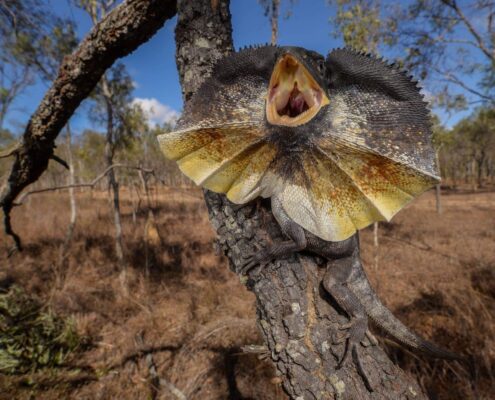 Frilled Dragon