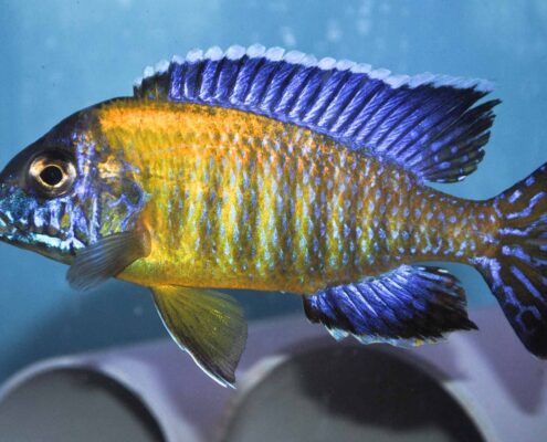 Furcifer Cichlid