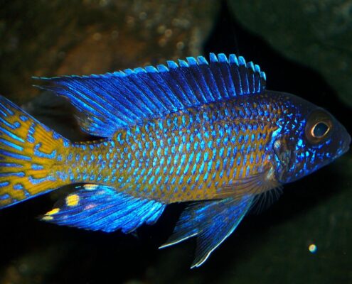 Furcifer Cichlid