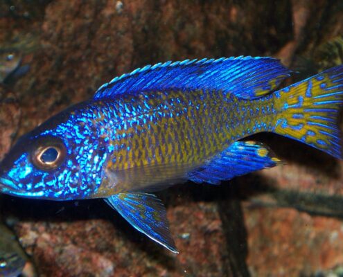 Furcifer Cichlid