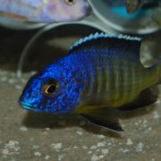 Furcifer Cichlid Furcifer Cichlid