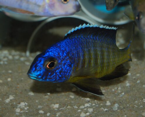 Furcifer Cichlid