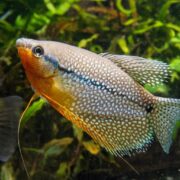 İnci Gurami İnci Gurami